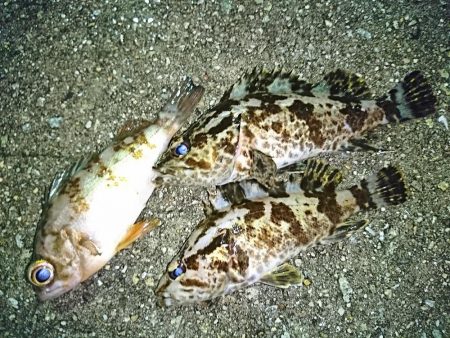 タケノコメバル狙い